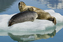 Common / Harbour seal (Phoca vitulina) resting on ice floe, Tracy Arm, South East Alaska, USA