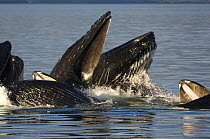 Humpback whale (Megaptera novaeangliae) lunge-feeding for herring (after bubble-netting), Frederick Sound, South East Alaska, USA, Endangered or threatened species (Vulnerable)