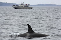 Killer whale / Orca (Orcinus orca) surfacing with whale watching on boat in background, Johnstone Strait, Northern Vancouver Island, British Columbia, Canada