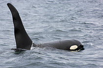 Killer whale / Orca (Orcinus orca) bull, Johnstone Strait, Northern Vancouver Island, British Columbia, Canada
