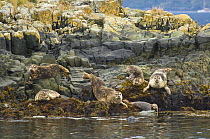 Common / Harbour seals (Phoca vitulina) hauled out on rocks near Princess Royal Island, British Columbia, Canada