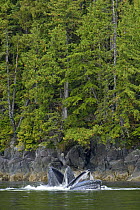Two Humpback whales (Megaptera novaeangliae) bubble-net feeding very close to shore, Great Bear Rainforest, British Columbia, Canada, Endangered or threatened species (Vulnerable)