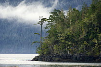 Temperate rainforest on the coast, Northern Vancouver Island, British Columbia, Canada