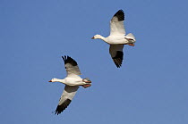 Two Snow geese (Anser / Chen caerulescens) flying, Bosque del Apache National Wildlife Refuge, New Mexico, USA