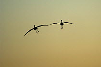 Two Sandhill cranes (Grus canadensis) flying, Bosque del Apache National Wildlife Refuge, New Mexico, USA