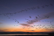 Snow goose (Anser / Chen caerulescens) flock at dawn, Bosque del Apache National Wildlife Refuge, New Mexico, USA