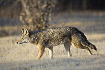 Coyote (Canis latrans) Bosque del Apache National Wildlife Refuge, New Mexico, USA