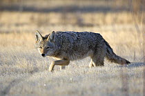 Coyote (Canis latrans) Bosque del Apache National Wildlife Refuge, New Mexico, USA