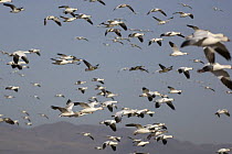 Snow goose (Anser Chen caerulescens) flock flying, Bosque del Apache National Wildlife Refuge, New Mexico, USA