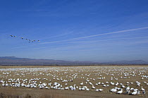 Snow geese (Anser / Chen caerulescens) flock on ground feeding with some flying, Bosque del Apache National Wildlife Refuge, New Mexico, USA