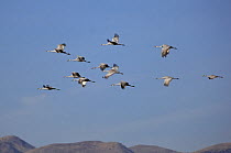 Sandhill cranes (Grus canadensis) flying, Bosque del Apache National Wildlife Refuge, New Mexico, USA