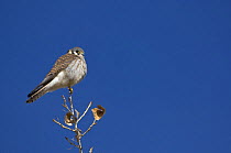 Adult female American kestrel (Falco sparverius) perched on the top of a tree, Bosque del Apache National Wildlife Refuge, New Mexico, USA