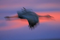 Abstract Sandhill crane (Grus canadensis) flying, Bosque del Apache National Wildlife Refuge, New Mexico, USA