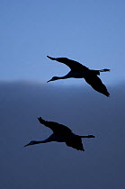 Two Sandhill cranes (Grus canadensis) silhouetted flying, Bosque del Apache National Wildlife Refuge, New Mexico, USA