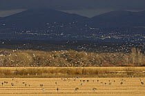 Sandhill cranes (Grus canadensis) feeding with Snow geese (Anser / Chen caerulescen) flying, Bosque del Apache National Wildlife Refuge, New Mexico, USA