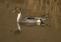 Adult male Northern pintail duck (Anas acuta) on water, Bosque del Apache National Wildlife Refuge, New Mexico, USA