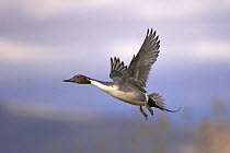 Adult male Northern pintail duck (Anas acuta) flying, Bosque del Apache National Wildlife Refuge, New Mexico, USA