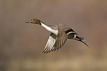 Adult male Northern pintail duck (Anas acuta) flying, Bosque del Apache National Wildlife Refuge, New Mexico, USA