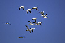 Snow geese (Anser / Chen caerulescens) flying, Bosque del Apache National Wildlife Refuge, New Mexico, USA