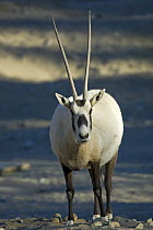 Arabian / White oryx (Oryx leucoryx) Living Desert Zoo, Palm Desert, California, USA, Captive, Endangered or threatened species (Endangered)