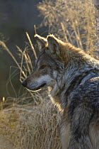 Mexican wolf (Canis lupus baileyi) extinct in the wild in Mexico but survives in captivity, Captive, Living Desert Zoo, Palm Desert, California, USA