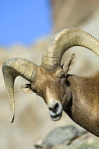 Male Bighorn sheep (Ovis canadensis) feeding, Captive, Living Desert Zoo, Palm Desert, California, USA