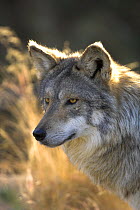 Mexican wolf (Canis lupus baileyi) Captive, Living Desert Zoo, Palm Desert, California, USA