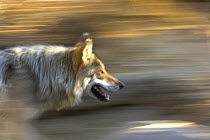 Mexican wolf (Canis lupus baileyi) running, captive, Living Desert Zoo, Palm Desert, California, USA