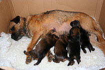 Four Border terrier (Canis familiaris) puppies suckling their mother