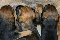 Three Border terrier (Canis familiaris) puppies suckling
