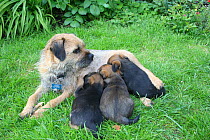 Border terrier (Canis familiaris) mother with three puppies suckling, outdoors