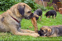 Border terrier (Canis familiaris) mother and puppy chewing a piece of wood, with two other puppies nearby