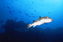 Bullseye pufferfish {Sphoeroides annulatus} Galapagos