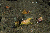 Shrimp {Alpheus ochrostriatus} digging burrow beside symbiotic goby {Amblyeleotris wheeleri} which acts as its 'watchdog' as shrimp is almost blind, Bali, Indonesia