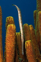 Caribbean trumpetfish, Caribbean {Aulostomus maculatus} hiding amongst tube sponge {Aplysina fistularis} Dominica, Caribbean