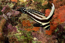 Spotted drum fish {Equetus punctatus} Dominica, Caribbean