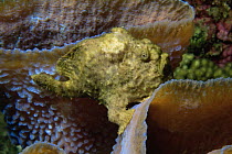 Longlure frogfish {Antennarius multiocellatus} resting amongst Azure vase sponges, Dominica, Caribbean