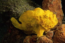 Longlure frogfish {Antennarius multiocellatus} Dominica, Caribbean