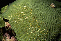 Brain coral {Pseudodiploria strigosa} releasing egg and sperm packets during mass spawning, Gulf of Mexico, Caribbean
