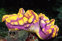 Tunicate / Sea squirt {Polycarpa aurata} Papua New Guinea