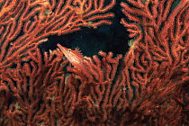 Longnose hawkfish {Oxycirrhites typus} camouflaged on Sea fan, Witu Islands, Papua New Guinea