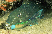 Pacific steephead parrotfish {Scarus gibbus} sleeping in mucus cocoon at night, Kimbe Bay, Papua New Guinea
