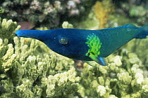 Bird wrasse {Gomphosus varius} large colourful supermale, Fathers Island, Papua New Guinea
