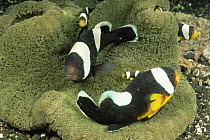 Saddleback anemonefish {Amphiprion polymnus} on anemone {Stichodactyla haddoni} Vitu Is, Papua New Guinea