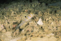 Randall's shrimp goby {Amblyeleotris randalli} shares burrow with blind Shrimp {Alpheus sp} which it provides protection to, symbiosis, Kimbe Bay, Papua New Guinea