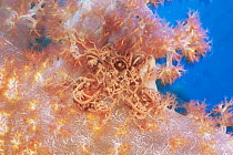 Basket star curled up during day on soft coral, Vitu Is, Papua New Guinea