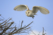 Barn Owl (Tyto alba) hunting along roadside hedge, Norfolk, UK