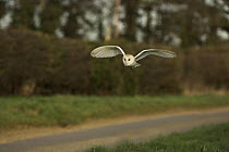 Barn Owl (Tyto alba) hunting along roadside verge, Norfolk, UK