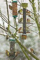 Goldfinches (Carduelis carduelis), Greenfinches (Carduelis chloris) and Siskins (Carduelis spinus) feeding on Nyger Seed, Peanuts and Black Sunflower seed from garden bird feeders in the snow, Norfolk...