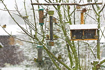 Goldfinches (Carduelis carduelis) Greenfinch(Carduelis chloris) and Siskin (Carduelis spinus) feeding on Niger Seed, Peanuts and Black Sunflower seed from garden bird feeders in the snow, Norfolk, UK